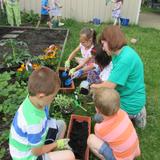 Early Childhood Develop Center Photo - During the summer, a gardening teacher engages the children in a wide variety of plant based experiences. Planting seeds, planting seedlings, caring for the plants and harvesting the produce connects the children to the environment and provides on-going concrete experiences with living science. Early Childhood Develop Center Photo - During the summer, a gardening teacher engages the children in a wide variety of plant based experiences. Planting seeds, planting seedlings, caring for the plants and harvesting the produce connects the children to the environment and provides on-going concrete experiences with living science.